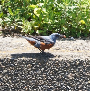 Blue Rock Thrush Minatomirai Mon, 6/17/2019