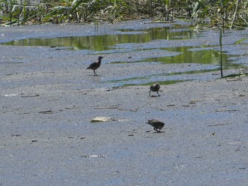 2019年6月16日(日) 六郷橋緑地の野鳥観察記録