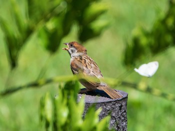 2019年6月16日(日) 東京大学附属植物園の野鳥観察記録