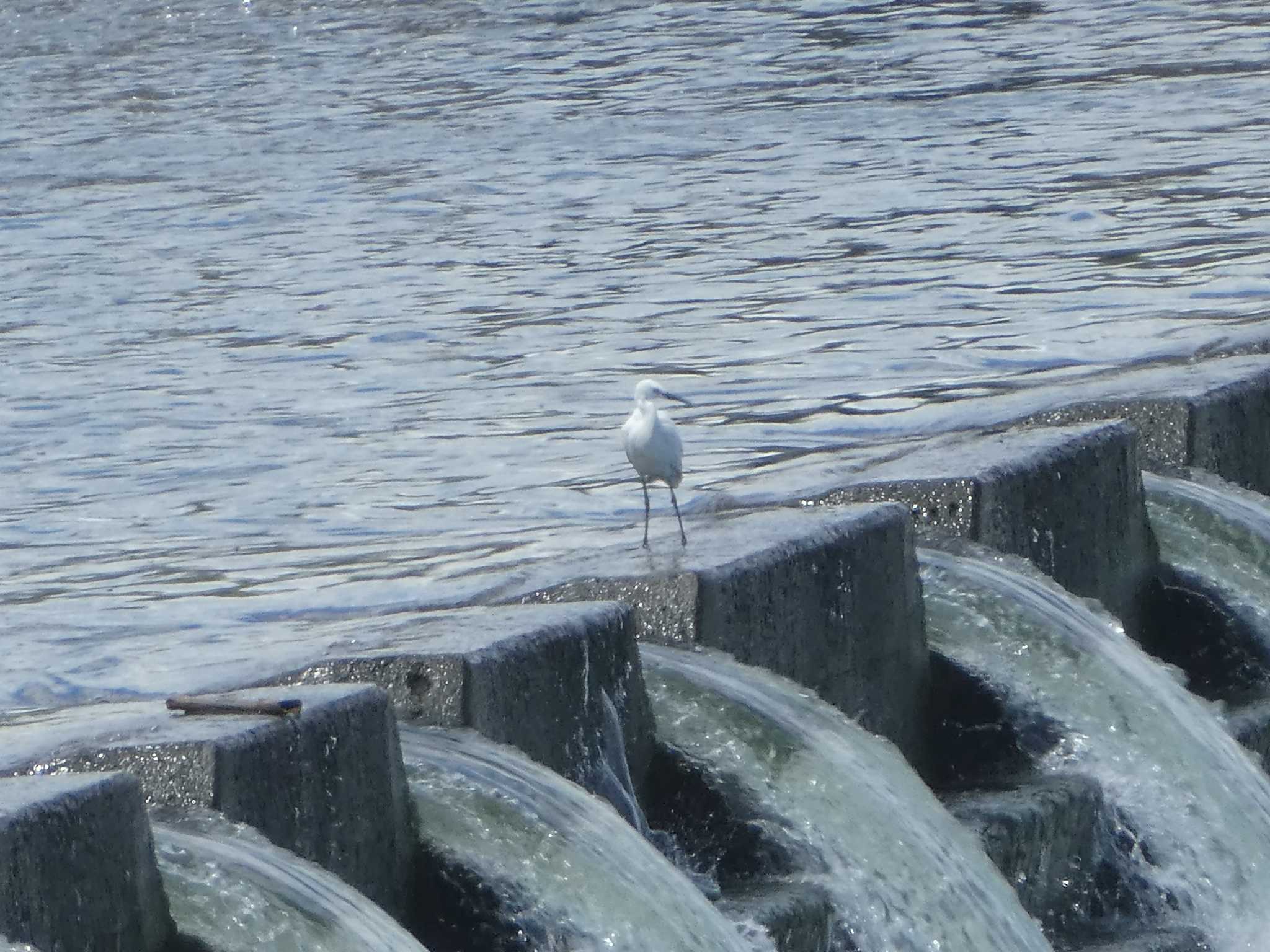 Little Egret