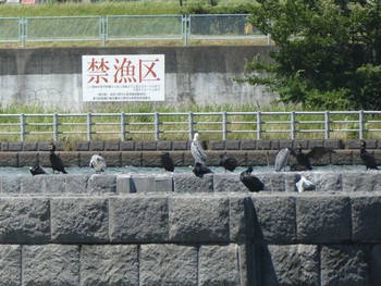 2019年6月16日(日) 多摩川二ヶ領宿河原堰の野鳥観察記録