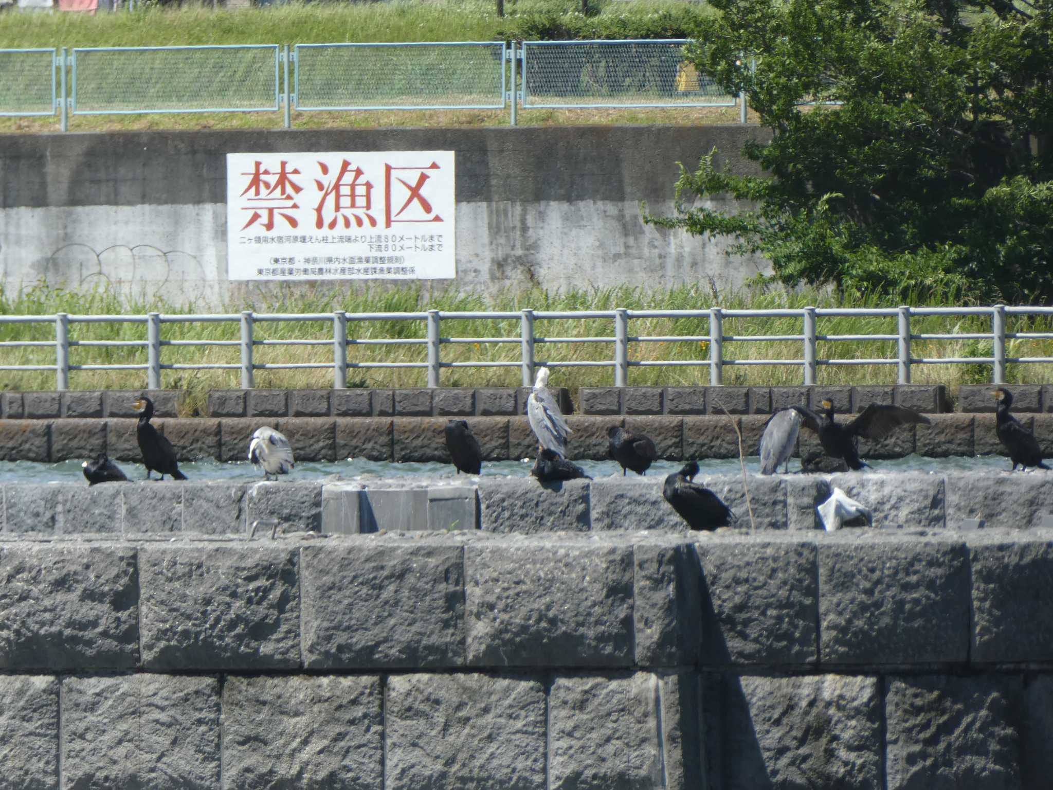 多摩川二ヶ領宿河原堰 カワウの写真 by Kozakuraband