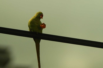 ワカケホンセイインコ 野川 2019年6月12日(水)