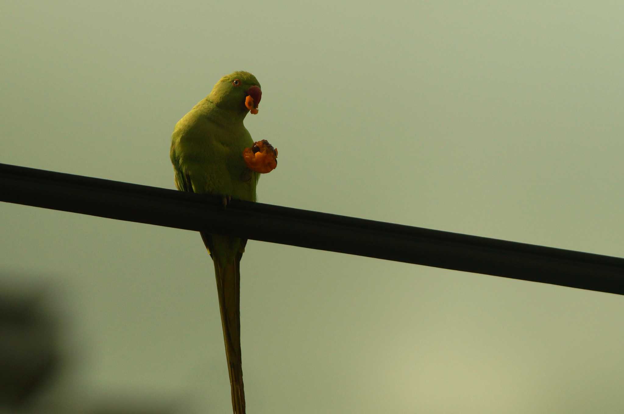 野川 ワカケホンセイインコの写真 by bea