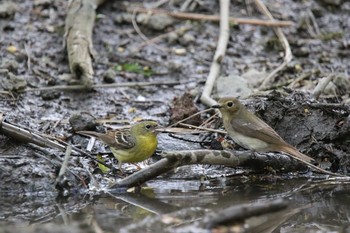 ノジコ 山梨県 2019年5月26日(日)