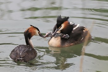 カンムリカイツブリ 余呉川 2019年6月18日(火)