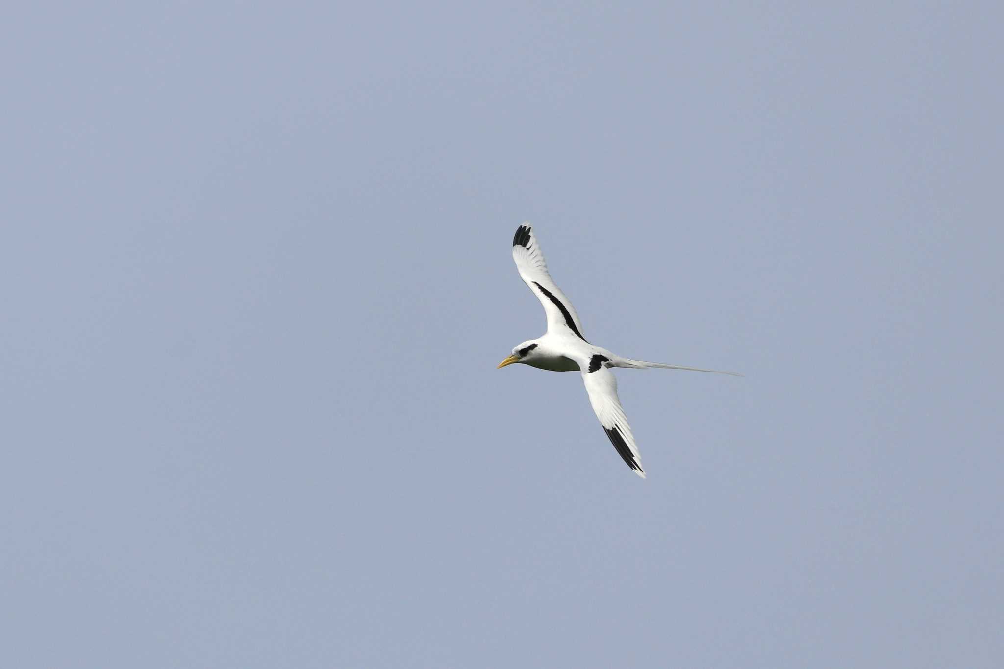 White-tailed Tropicbird