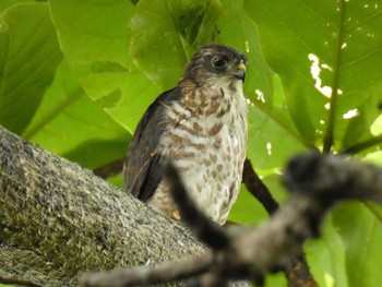 Japanese Sparrowhawk(iwasakii) Yoron Island Tue, 6/18/2019