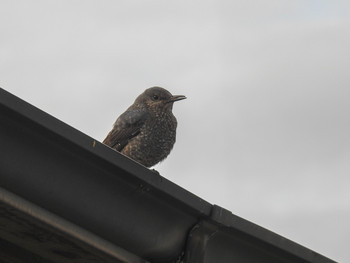 Blue Rock Thrush 松江 Mon, 6/17/2019