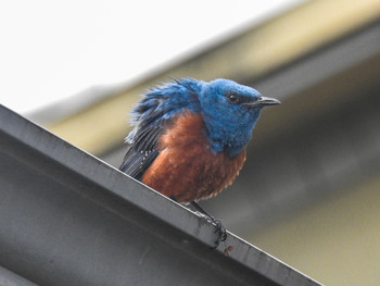 Blue Rock Thrush 松江 Mon, 6/17/2019