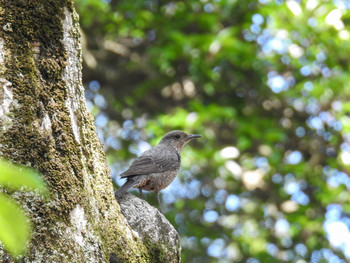 Blue Rock Thrush 松江 Mon, 6/17/2019