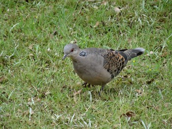 Oriental Turtle Dove Unknown Spots Thu, 5/31/2018