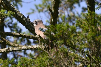 Eurasian Jay 段戸裏谷 Tue, 6/18/2019