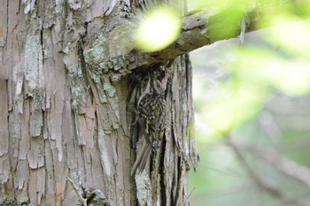 Eurasian Treecreeper 段戸裏谷 Tue, 6/18/2019