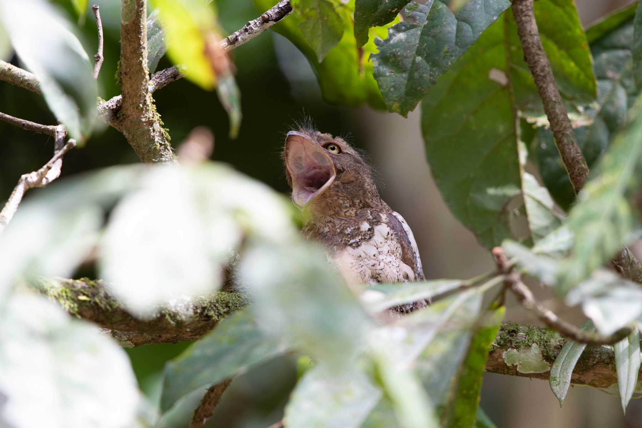 Photo of Blyth's Frogmouth at Kaeng Krachan National Park by Trio