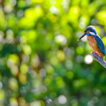 Common Kingfisher Mizumoto Park Mon, 6/17/2019