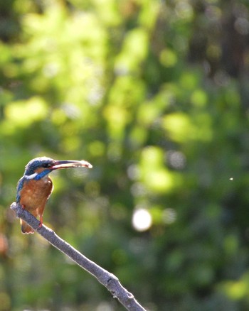 Common Kingfisher Mizumoto Park Mon, 6/17/2019