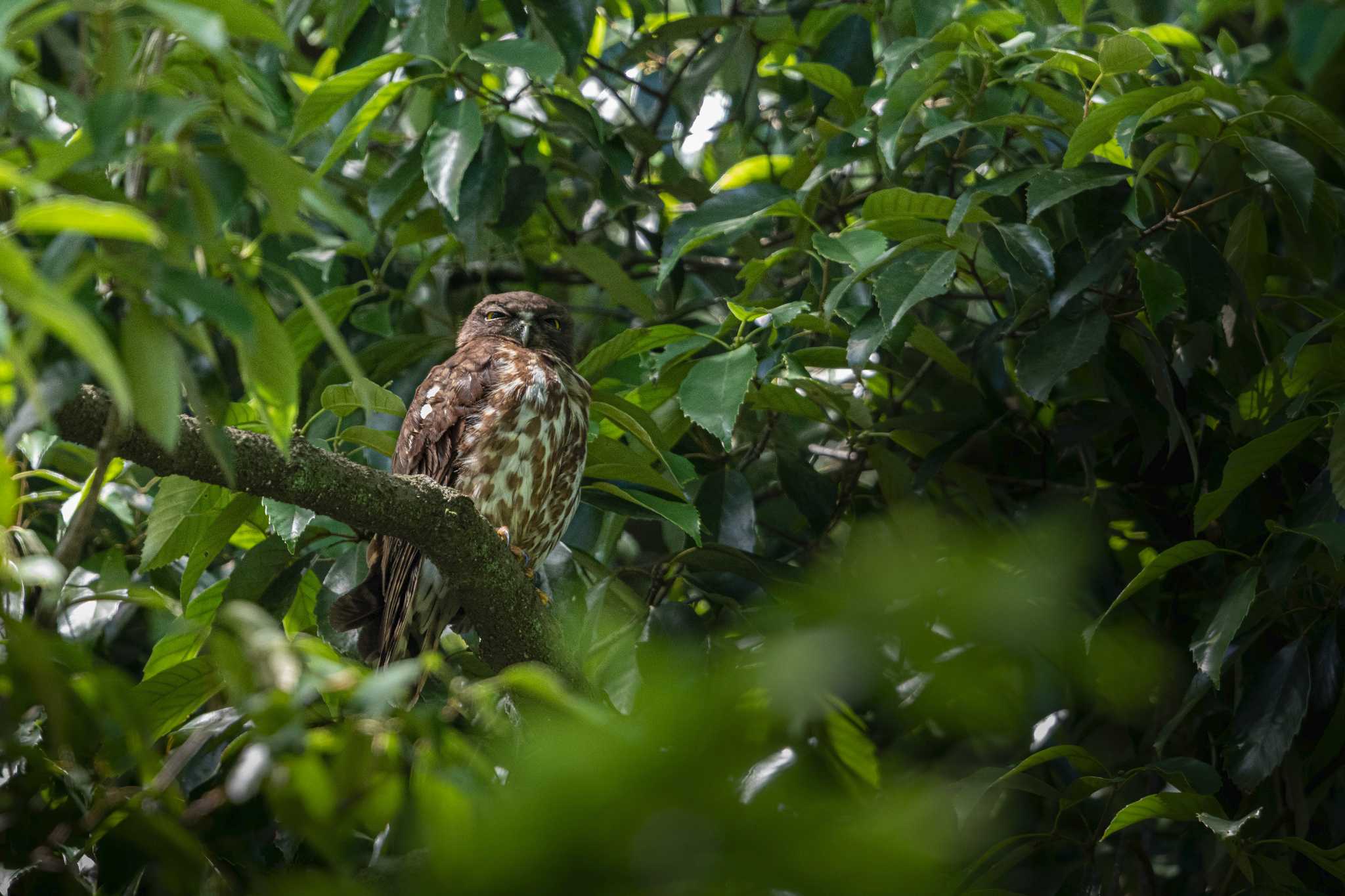 多摩森林学園 アオバズクの写真 by auto tama