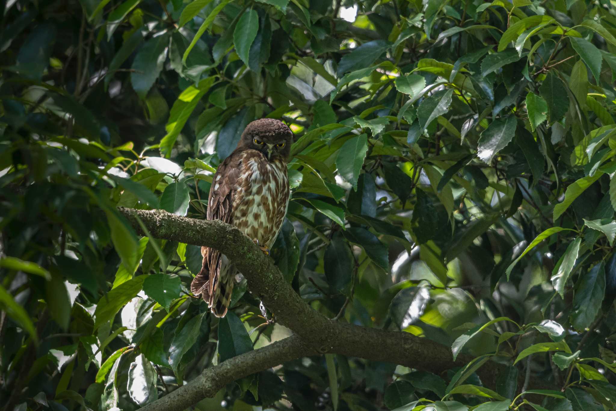 多摩森林学園 アオバズクの写真 by auto tama