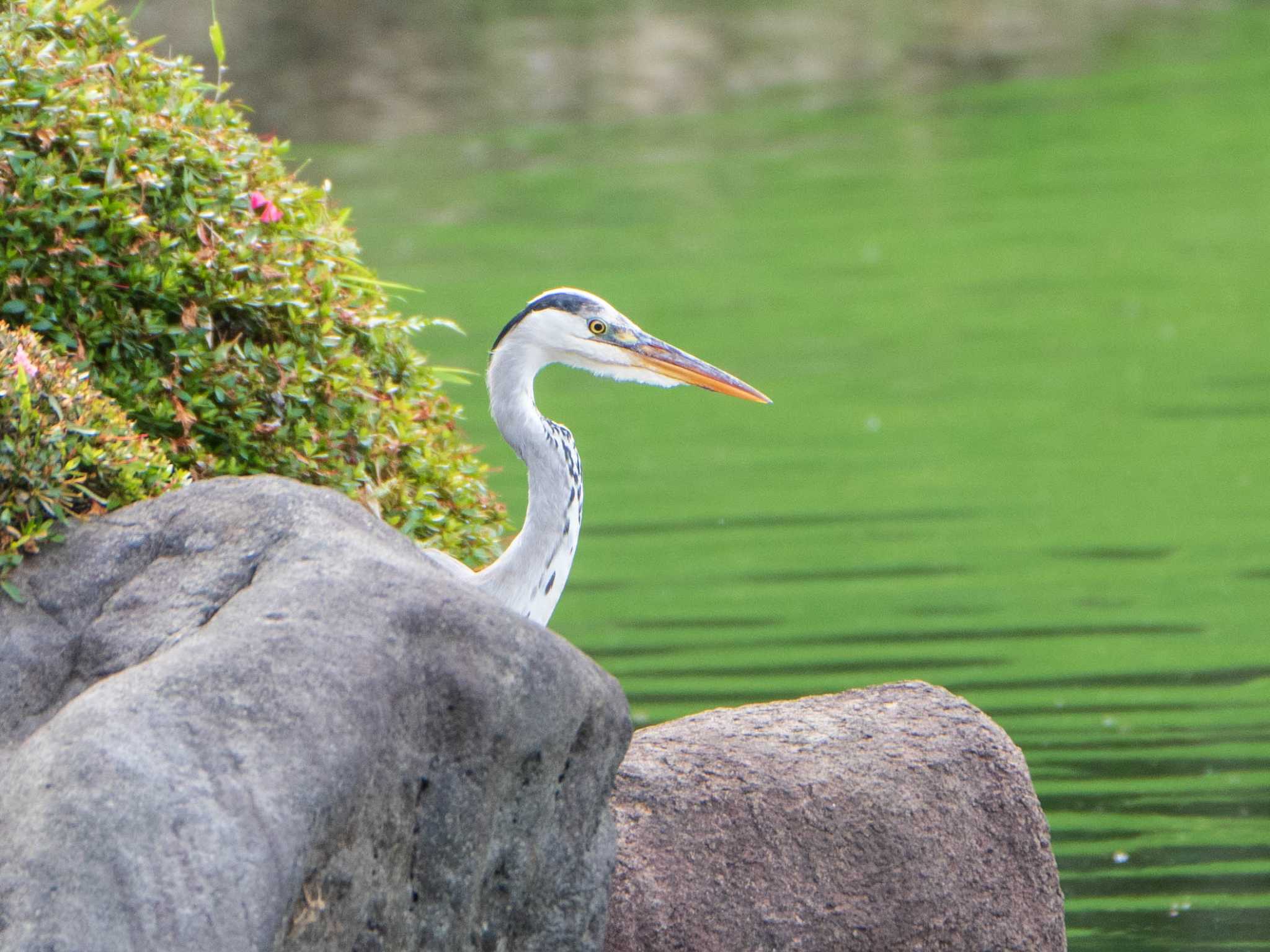 六義園 アオサギの写真 by ryokawameister