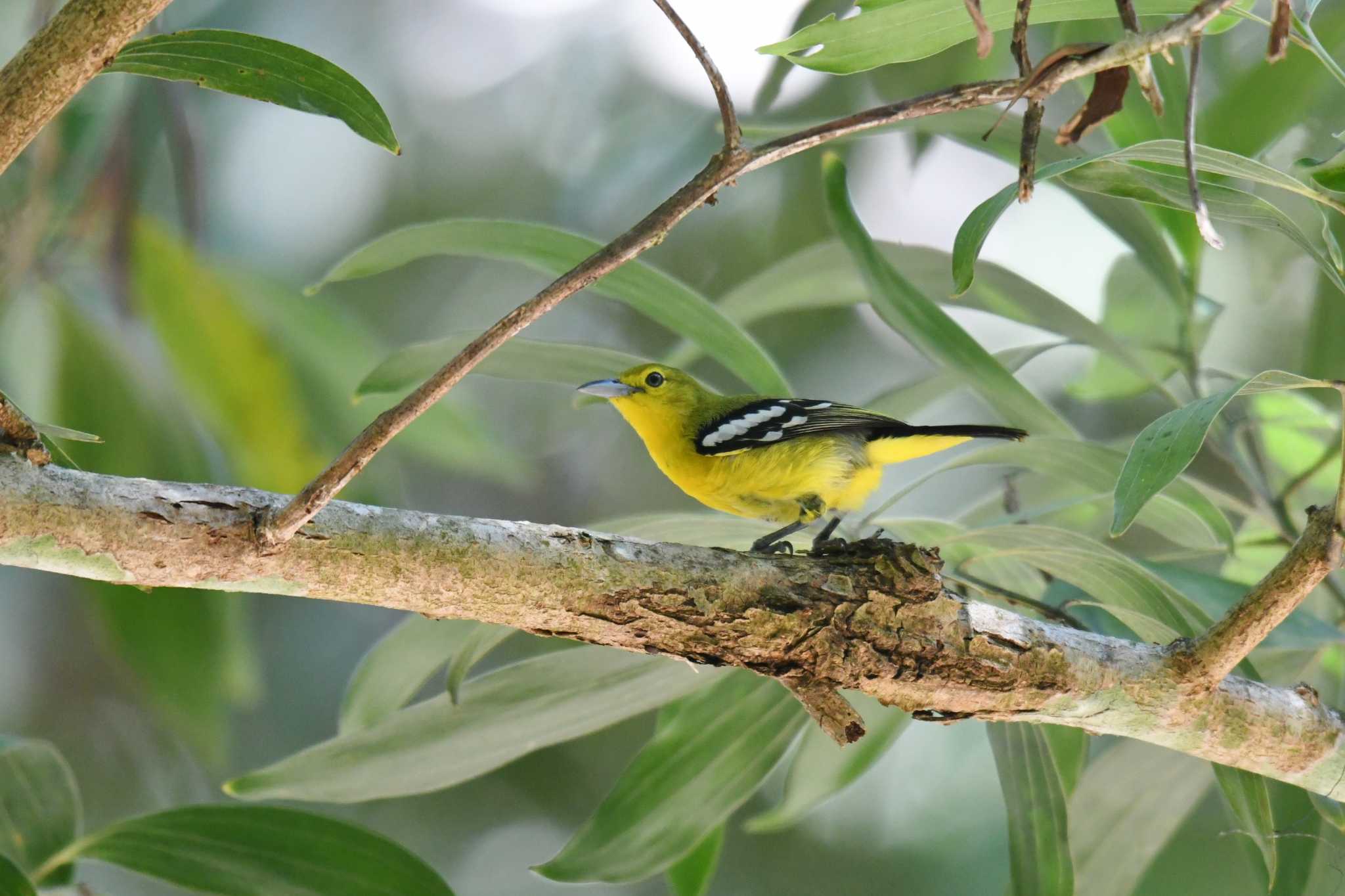 Photo of Common Iora at Phang-Nga Wildlife Nursery Station by あひる