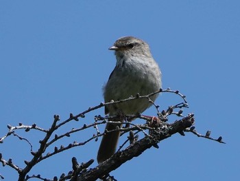 Japanese Bush Warbler 段戸裏谷 Tue, 6/18/2019