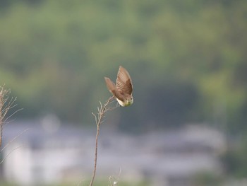 Tue, 6/18/2019 Birding report at つくば市