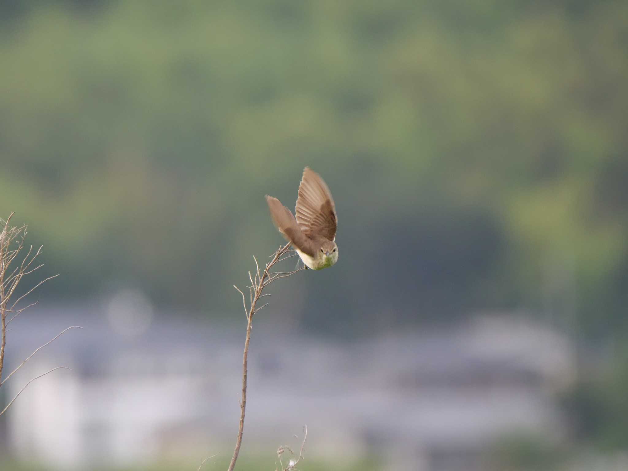 つくば市 オオヨシキリの写真 by 栗もなか