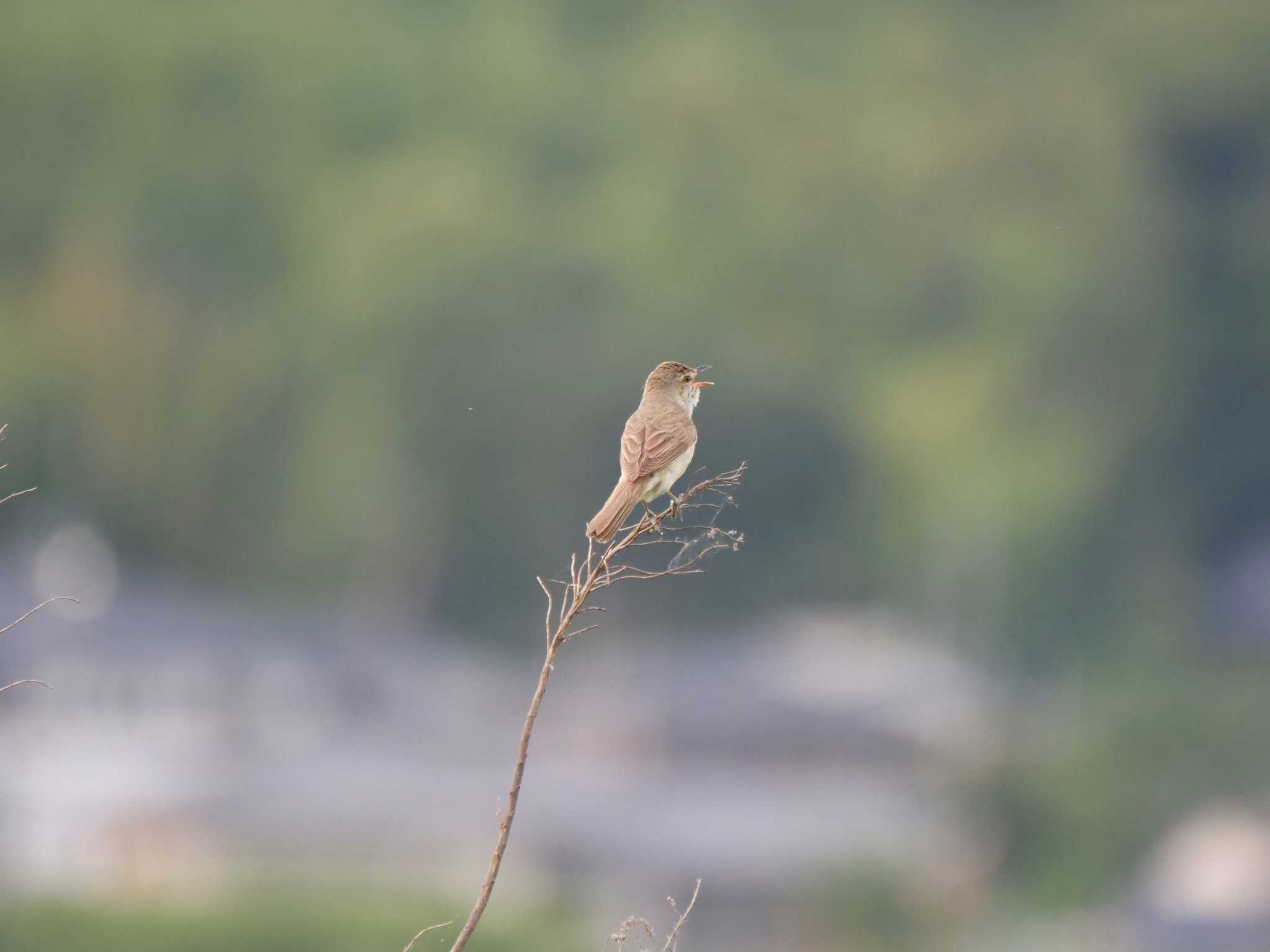 Photo of Oriental Reed Warbler at つくば市 by 栗もなか