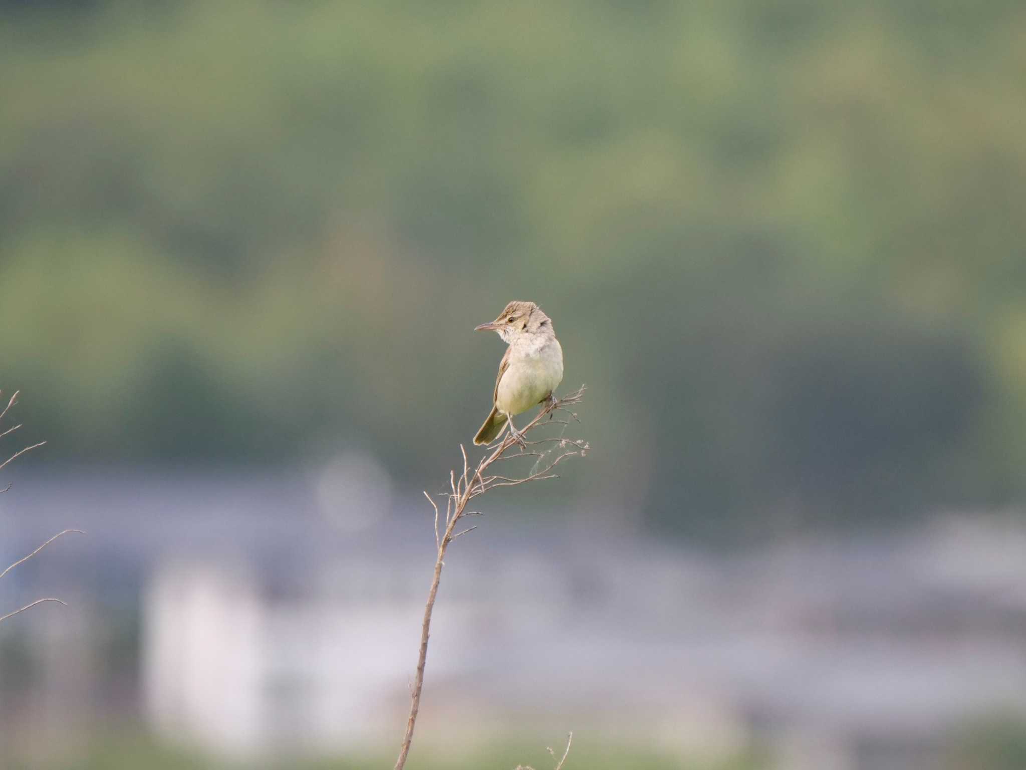 つくば市 オオヨシキリの写真 by 栗もなか