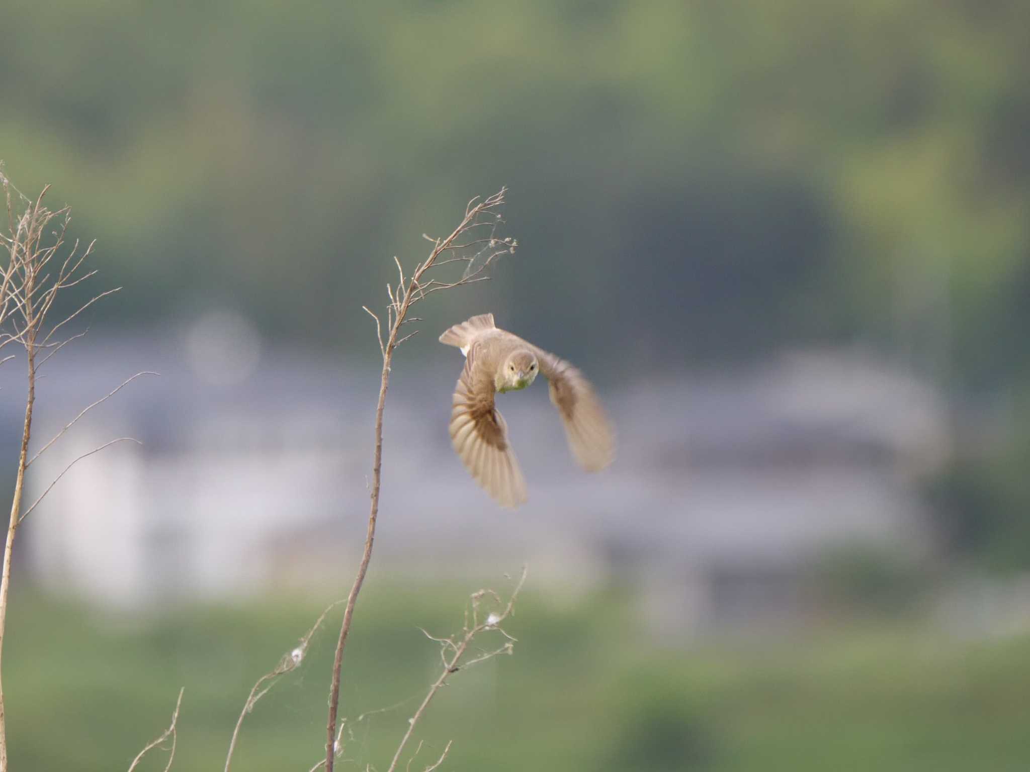 Photo of Oriental Reed Warbler at つくば市 by 栗もなか