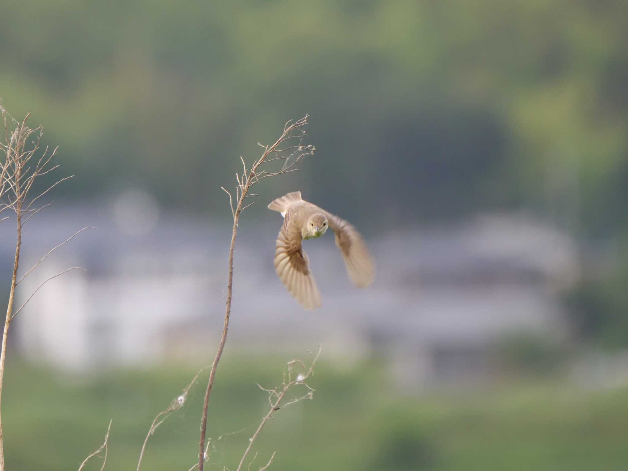 つくば市 オオヨシキリの写真 by 栗もなか