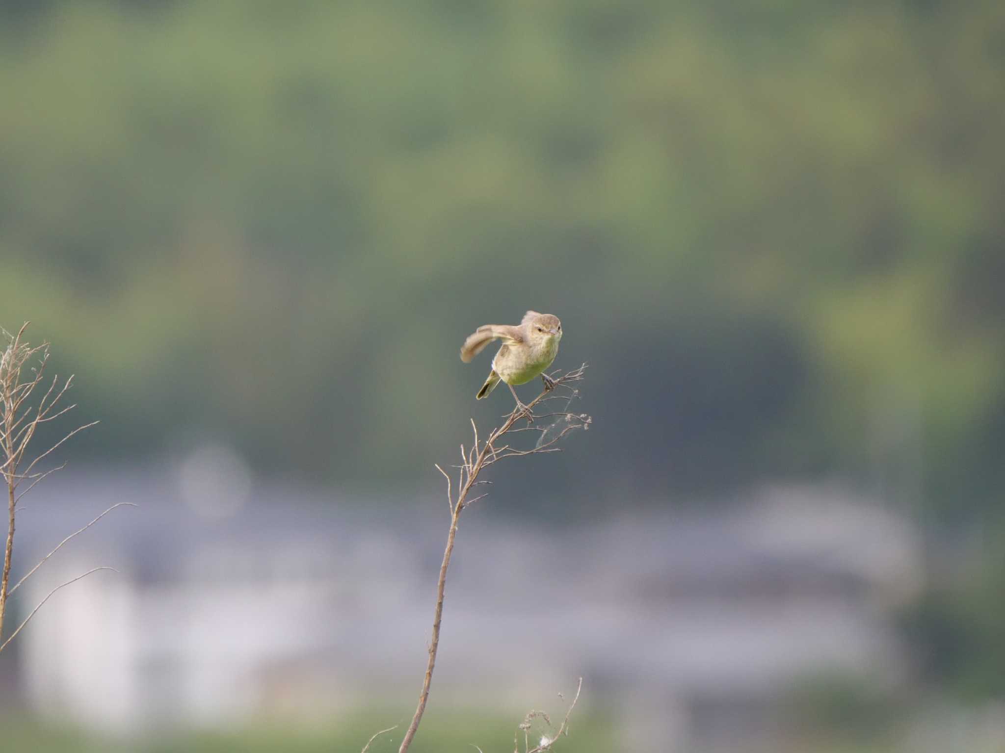 つくば市 オオヨシキリの写真 by 栗もなか