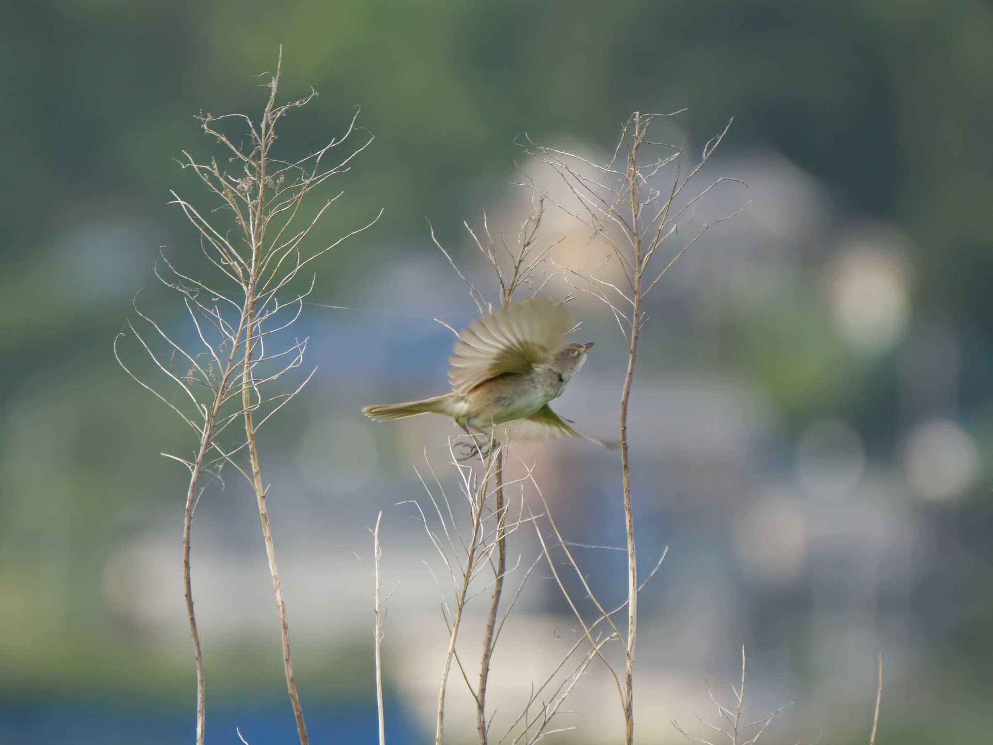 つくば市 オオヨシキリの写真 by 栗もなか