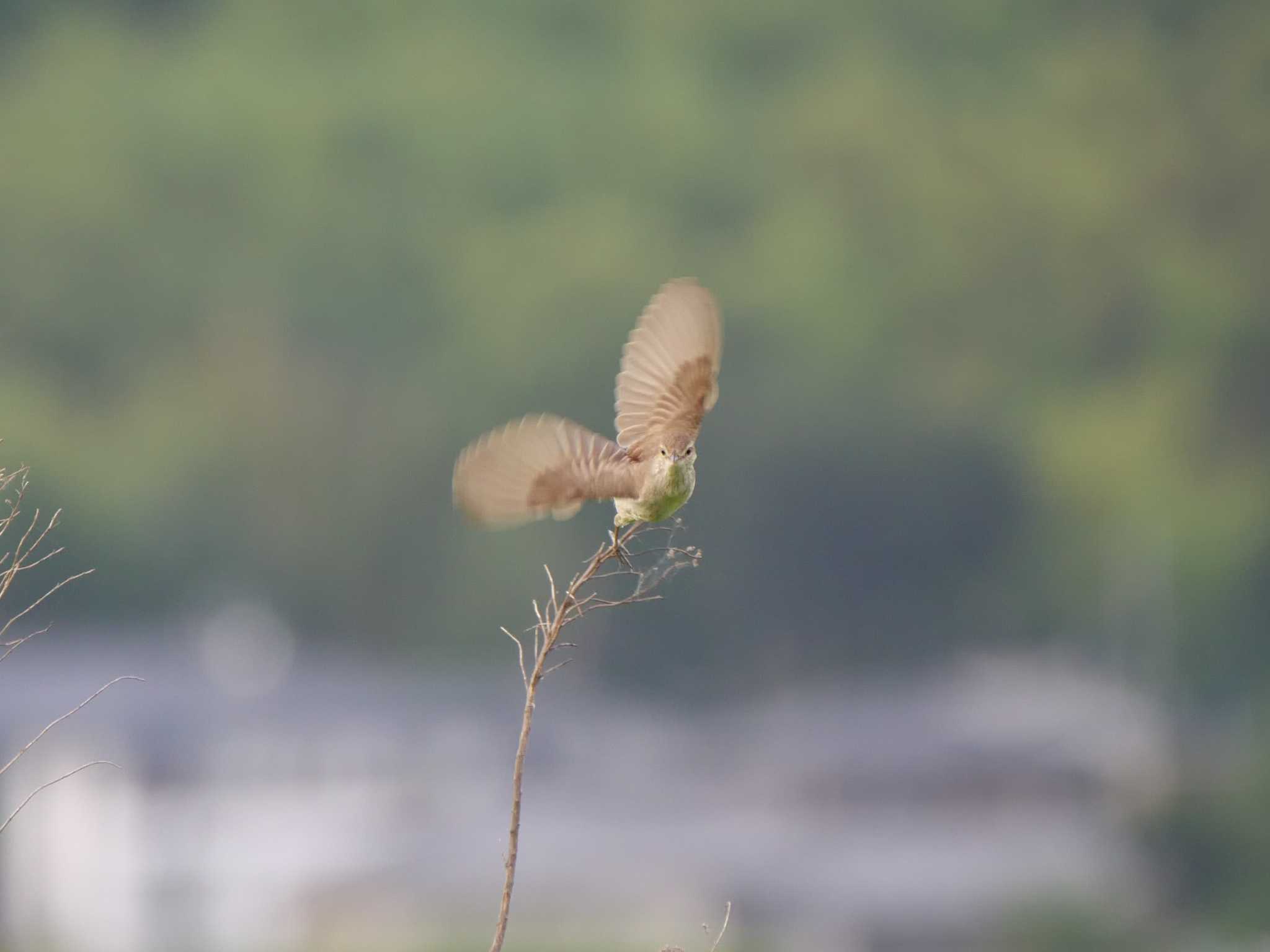 つくば市 オオヨシキリの写真 by 栗もなか