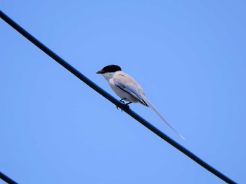 Azure-winged Magpie つくば市 Tue, 6/18/2019