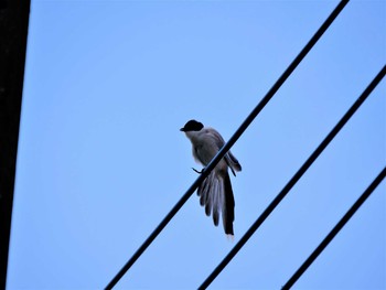 Azure-winged Magpie つくば市 Tue, 6/18/2019