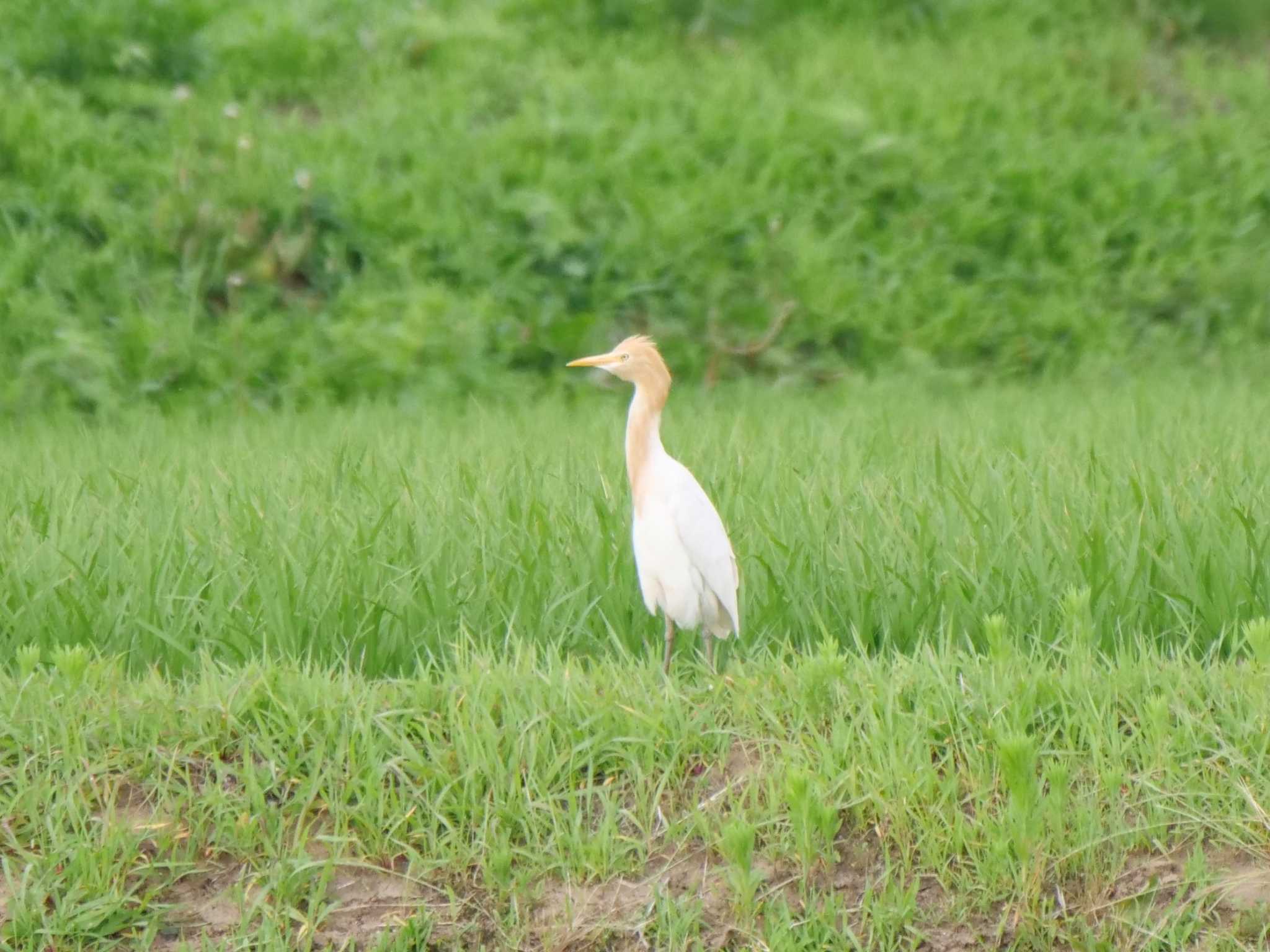 アマサギ