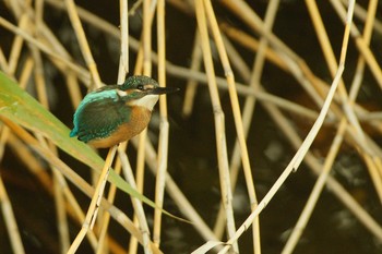 カワセミ 野川 2019年6月12日(水)