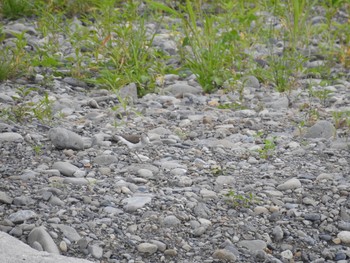 イソシギ 多摩川二ヶ領上河原堰 2019年6月17日(月)