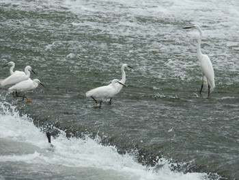 ダイサギ 多摩川二ヶ領上河原堰 2019年6月17日(月)