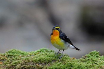 キビタキ 山梨県 2019年6月16日(日)