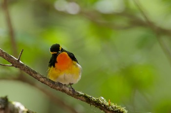 キビタキ 山梨県 2019年6月16日(日)