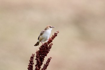 セッカ 紀ノ川 2019年6月19日(水)