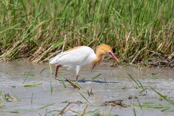 アマサギ ペッチャブリー水田エリア 2019年6月3日(月)