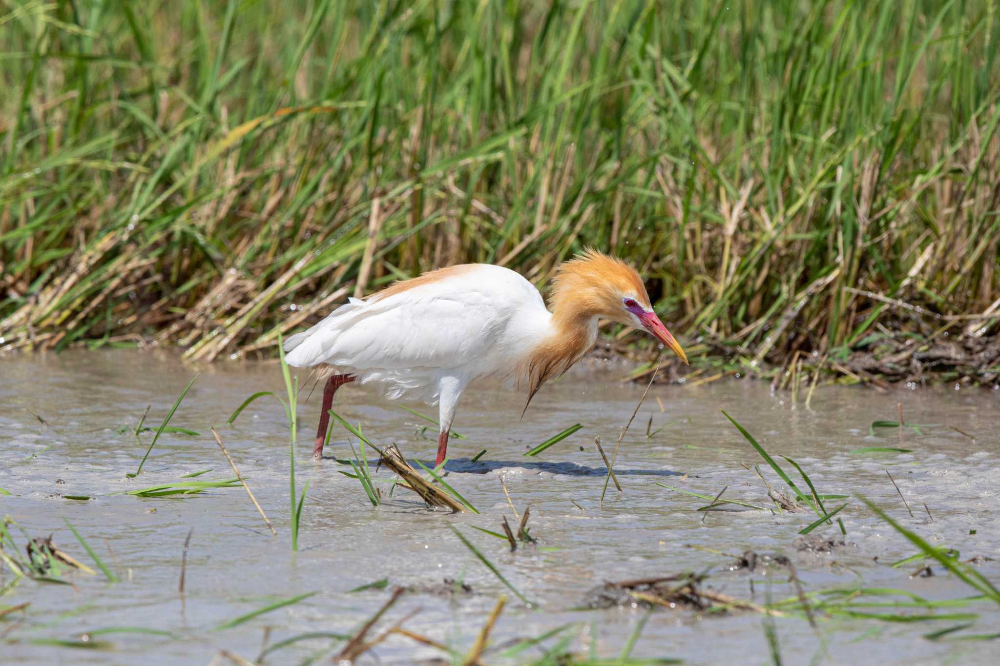 Photo of Eastern Cattle Egret at ペッチャブリー水田エリア by Trio