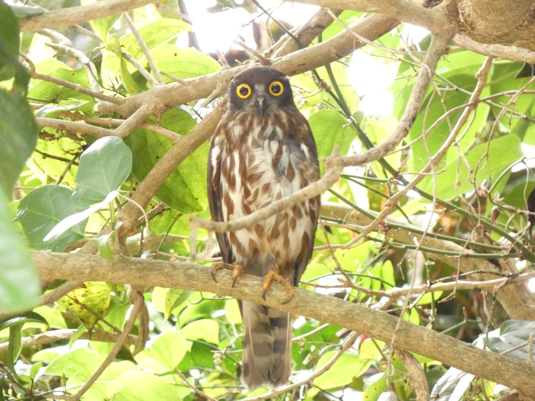 与論 リュウキュウアオバズクの写真 by あおこん