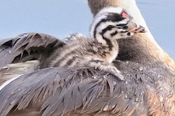 カンムリカイツブリ 余呉川 2019年6月19日(水)