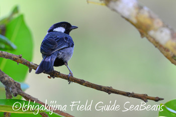 Japanese Tit(nigriloris) Ishigaki Island Wed, 6/19/2019