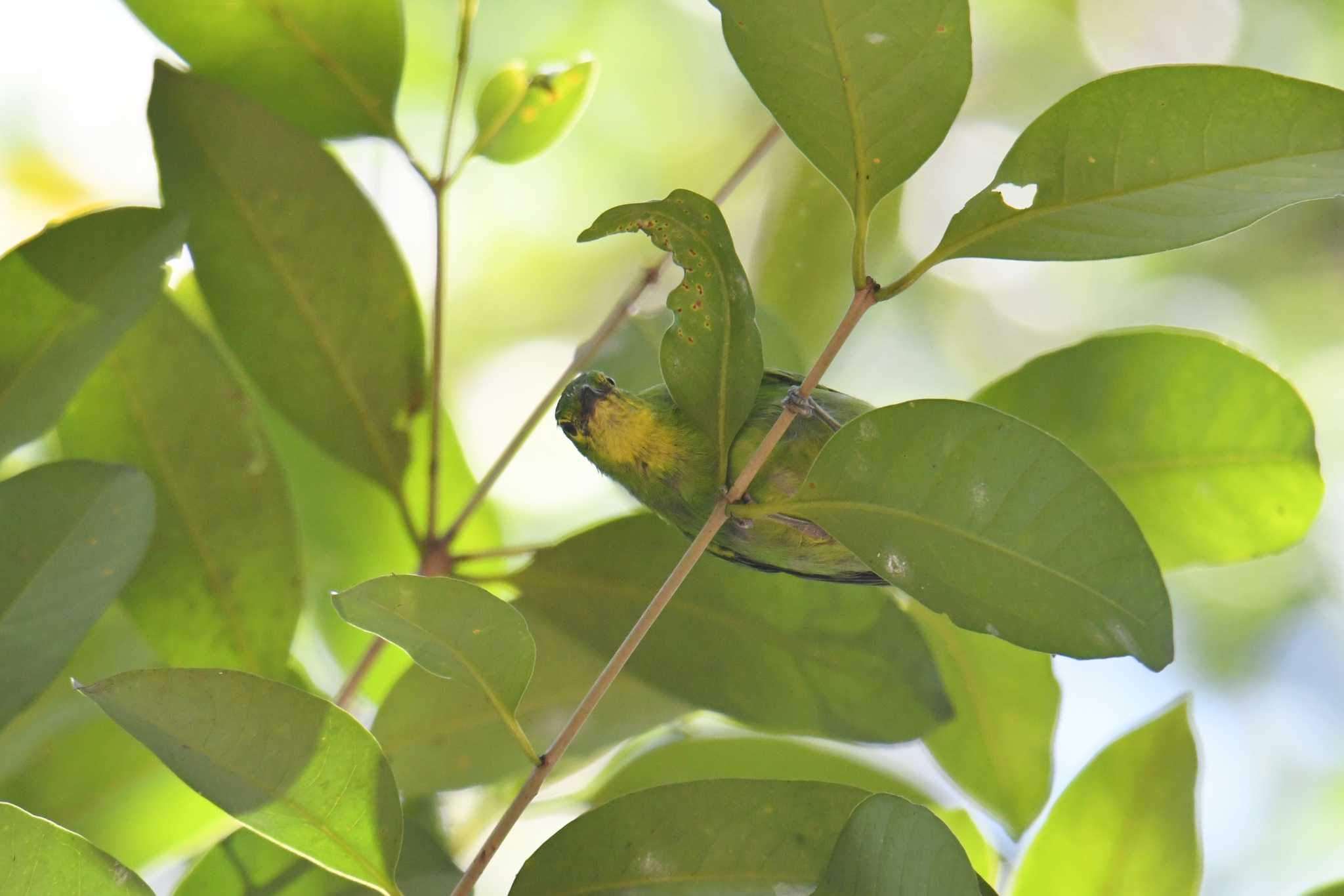 Photo of Greater Green Leafbird at Phang-Nga Wildlife Nursery Station by あひる